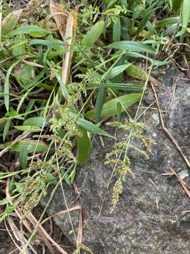 Image of East Indian bristlegrass