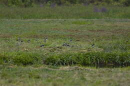 Image of Lapwing