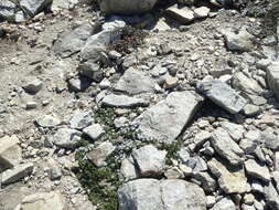 Image of Castle Crags bellflower