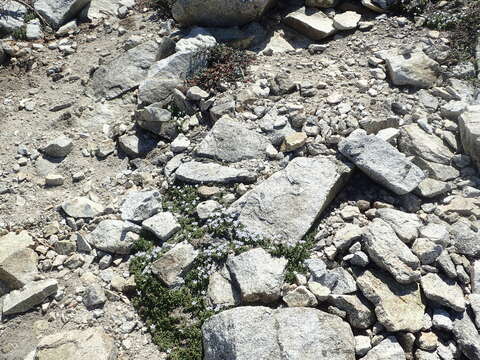 Image of Castle Crags bellflower