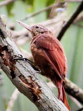 Image of Striped Woodcreeper