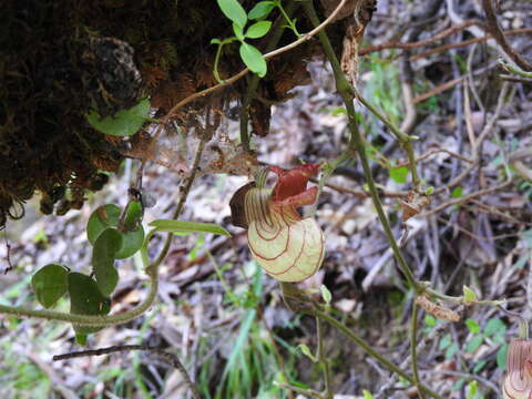 Image of California dutchman's pipe