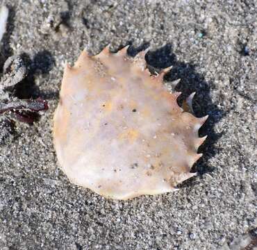 Image of Florida lady crab