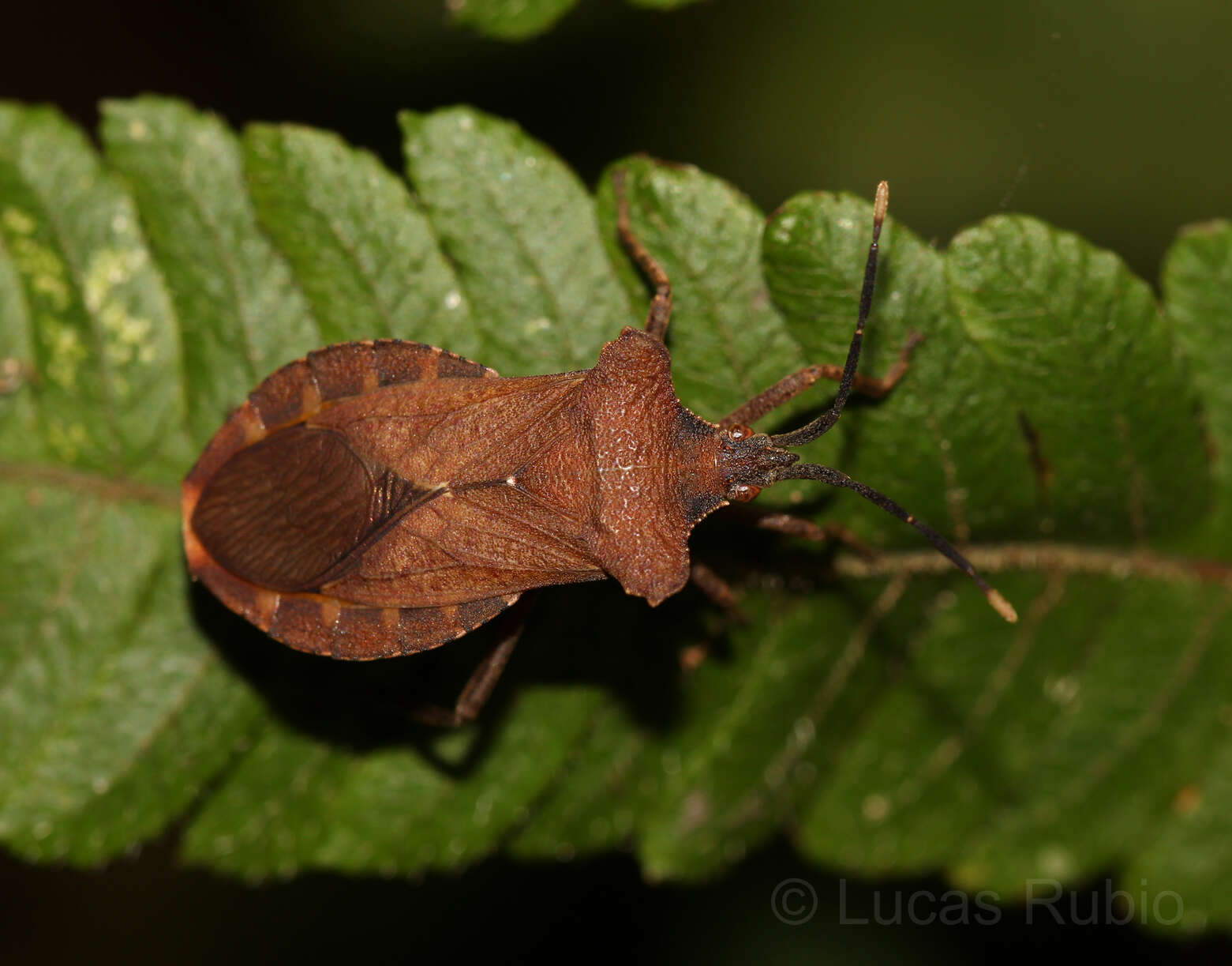 Image of Sethenira testacea Spinola 1837