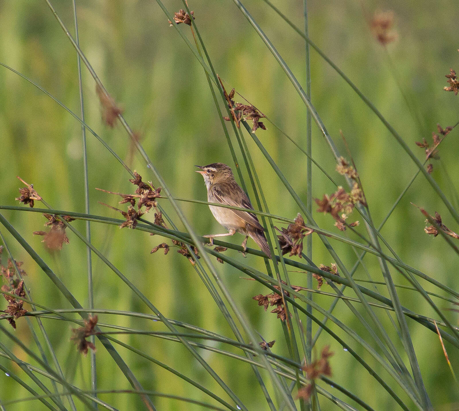 Image of Sedge Warbler