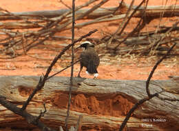 Image of Hall's Babbler