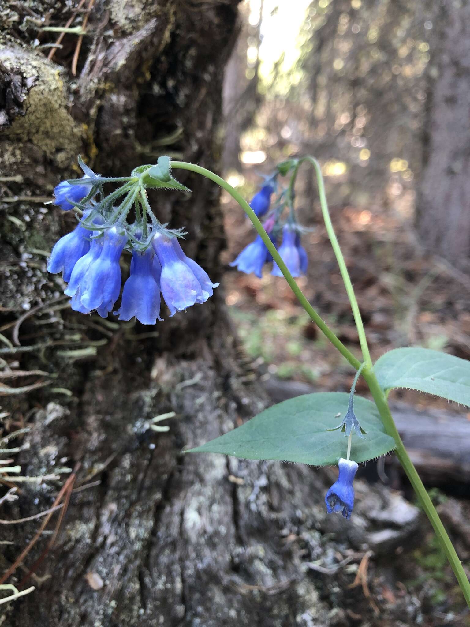 Image of Alaska tall bluebells