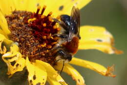 Image of Andrena sola Viereck 1917