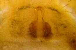 Image of Pardosa distincta (Blackwall 1846)