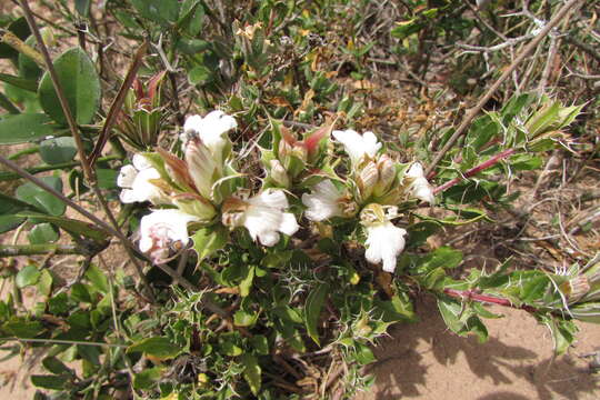 Image of Blepharis capensis (L. fil.) Pers.