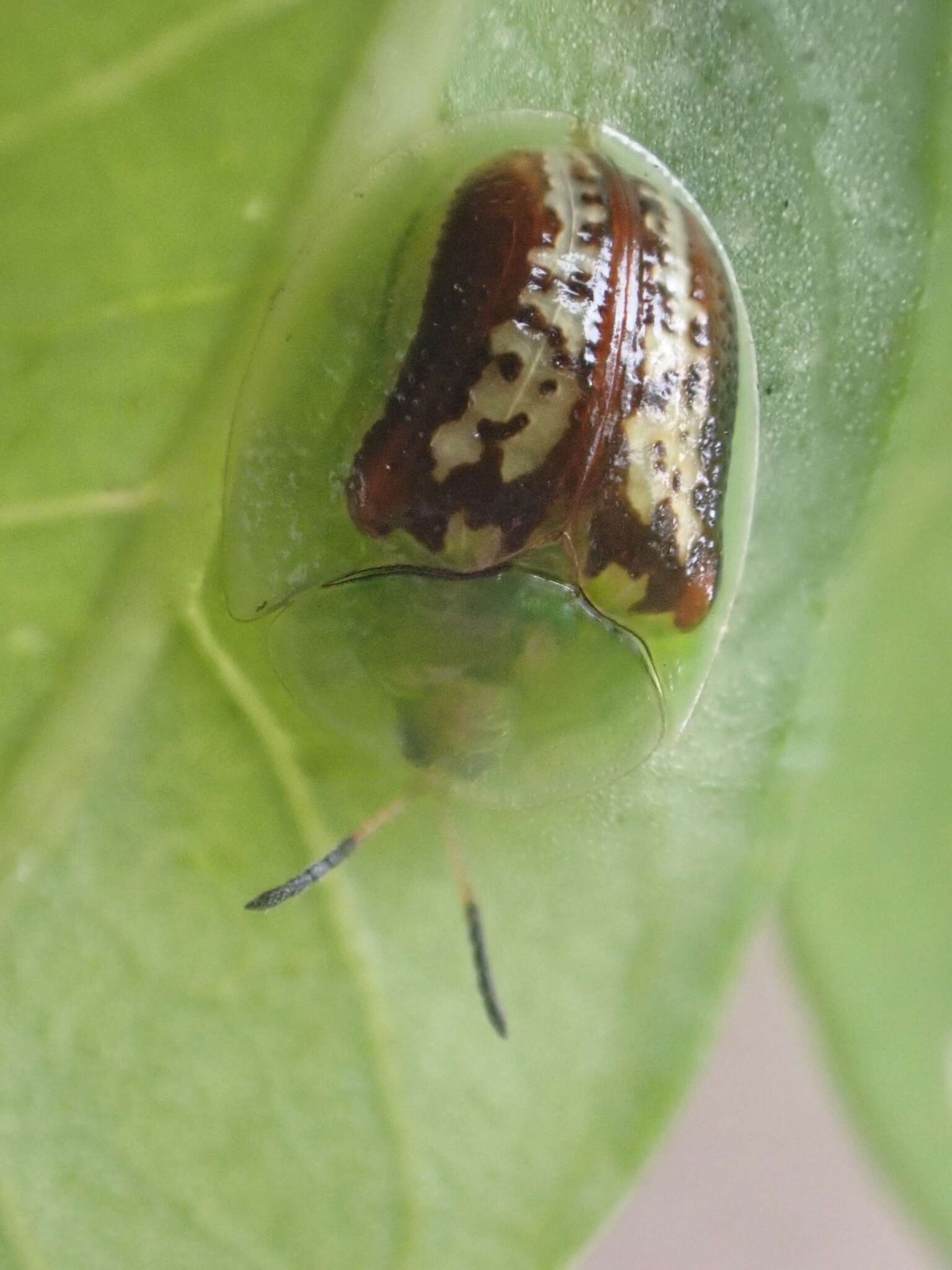 Image of Cassida (Crepidaspis) compuncta (Boheman 1855)