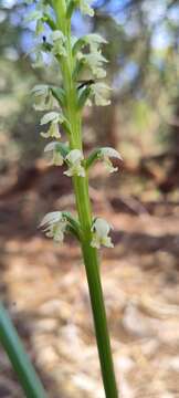 Image of Microtis alba R. Br.