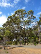 Imagem de Eucalyptus cornuta Labill.