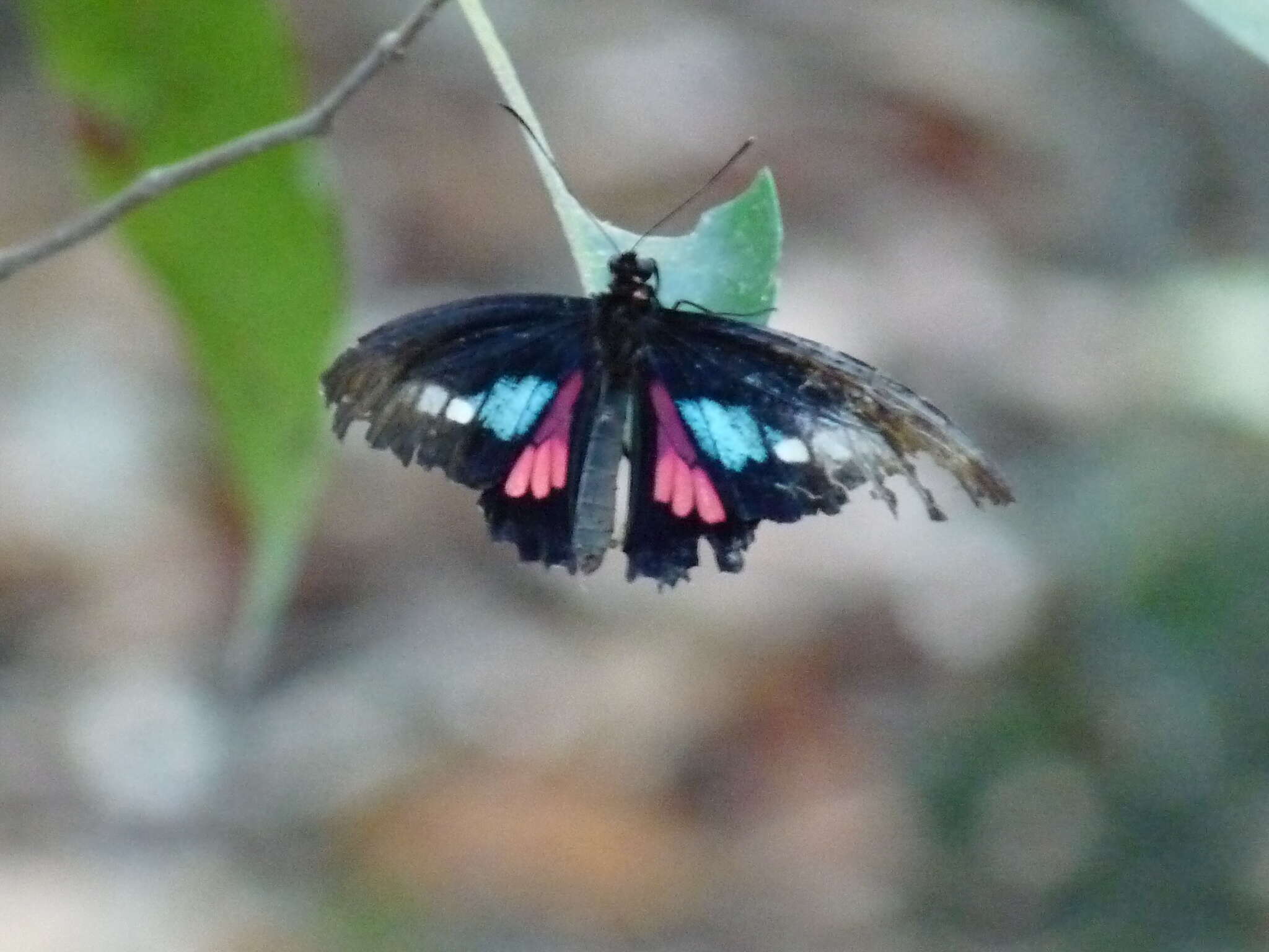 Image of Parides neophilus (Geyer 1837)