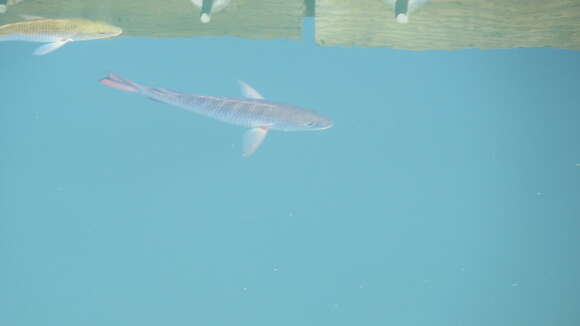 Image of Colorado snapper