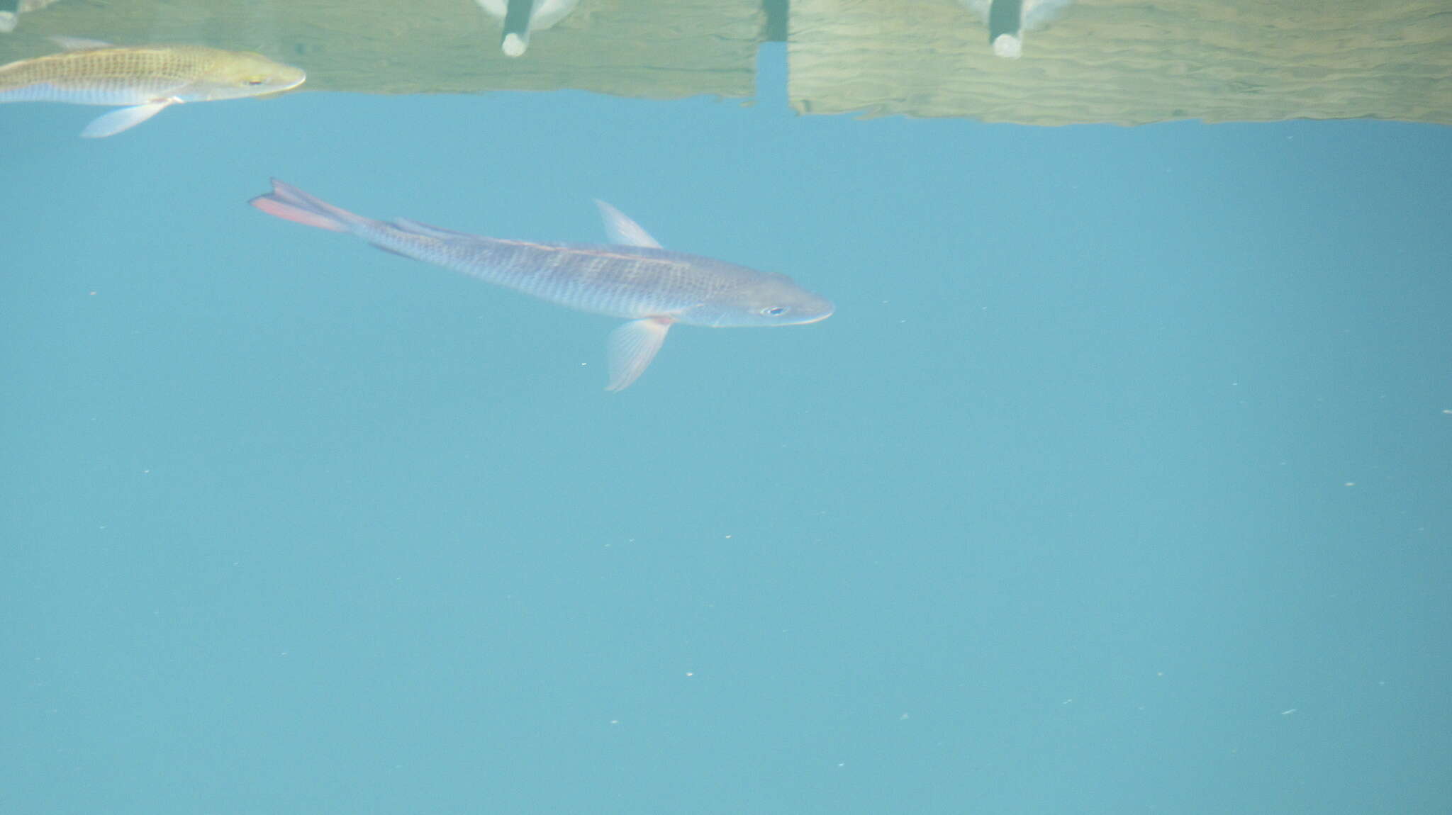 Image of Colorado snapper