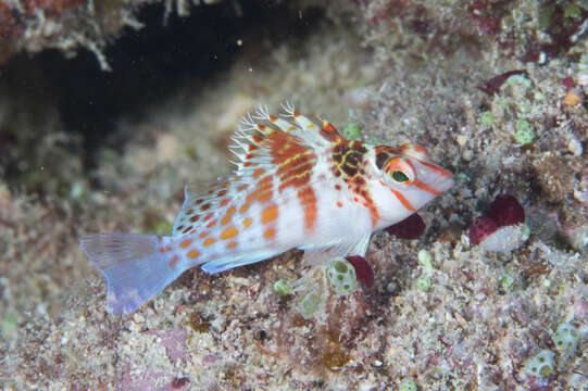 Image of Coral Hawkfish