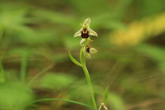 Image of Ophrys apifera var. aurita (Moggr.) Gremli