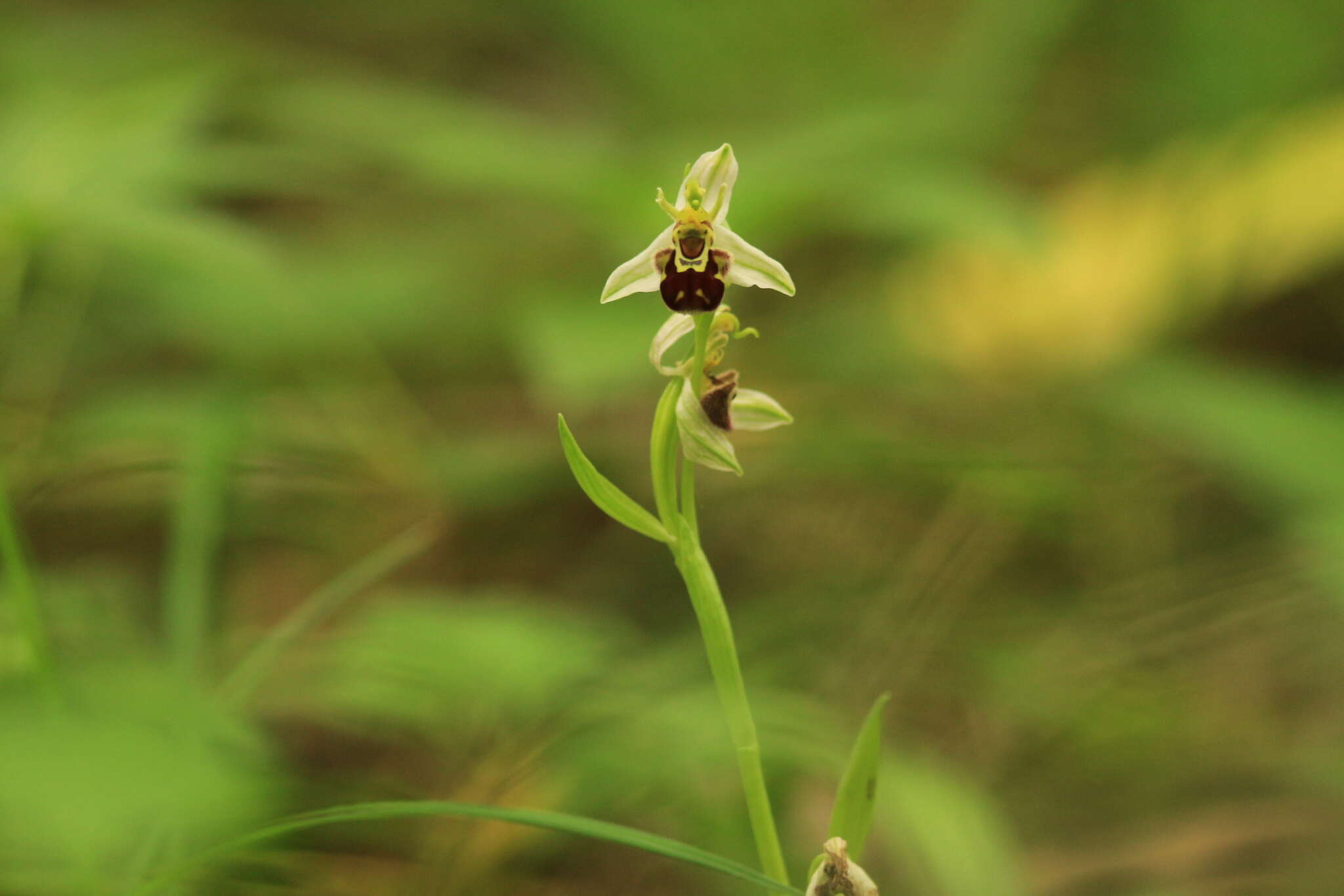 Image of Ophrys apifera var. aurita (Moggr.) Gremli