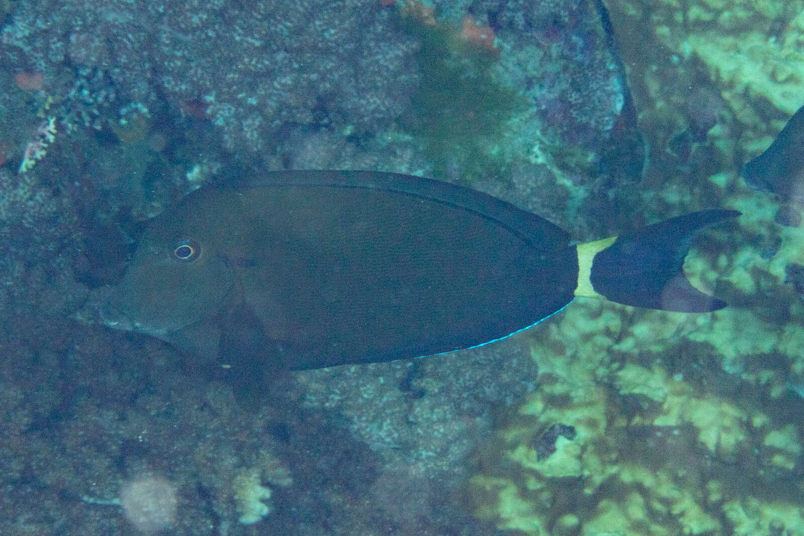 Image of Orange socket surgeonfish