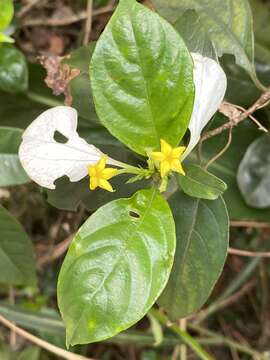 Image of Mussaenda pubescens Dryand.