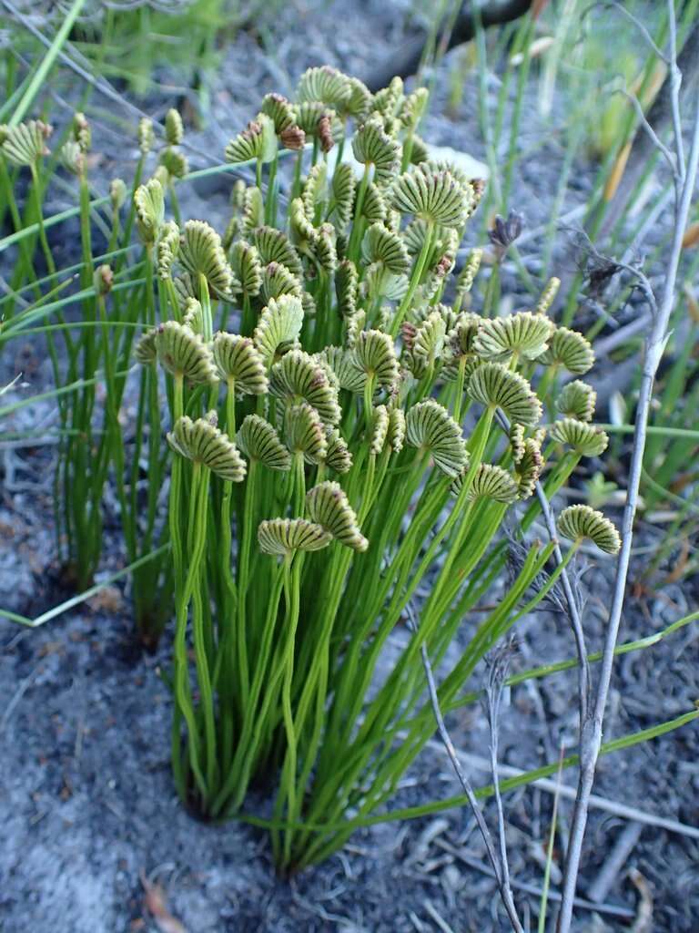 Image of Schizaea pectinata (L.) Sw.