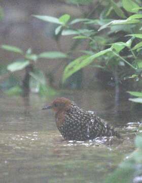 Image of Buff-spotted Flufftail