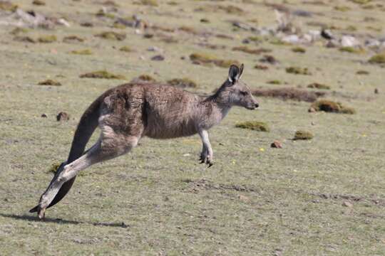 Image of Tasmanian forester kangaroo