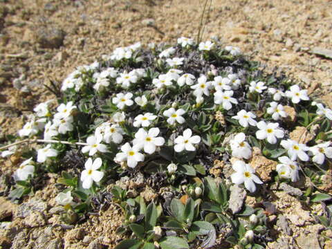 Image of Myosotis colensoi (Kirk) Macbr.