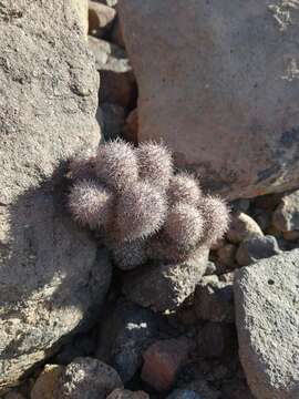 Image of Mammillaria albicans subsp. fraileana (Britton & Rose) D. R. Hunt