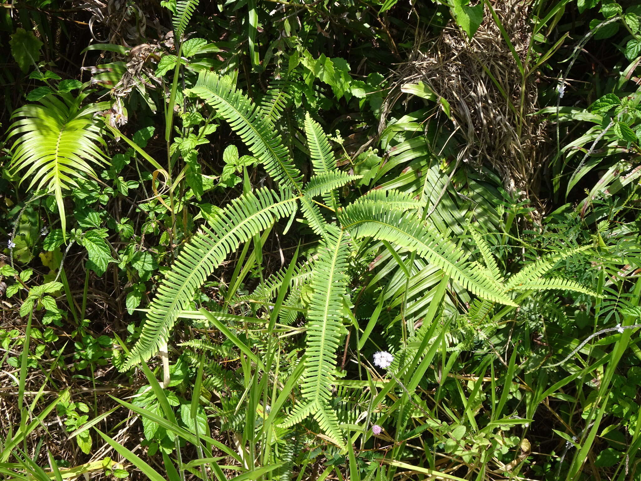 Image of Sticherus brackenridgei (Fourn.) St. John