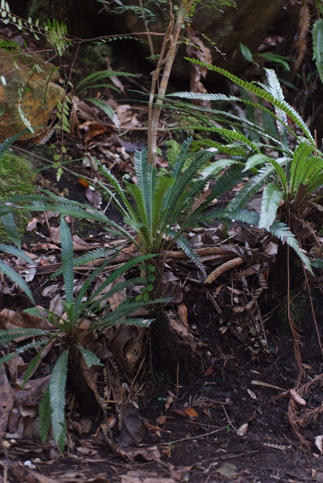 Image of Oceaniopteris obtusata (Labill.) Gasper & Salino