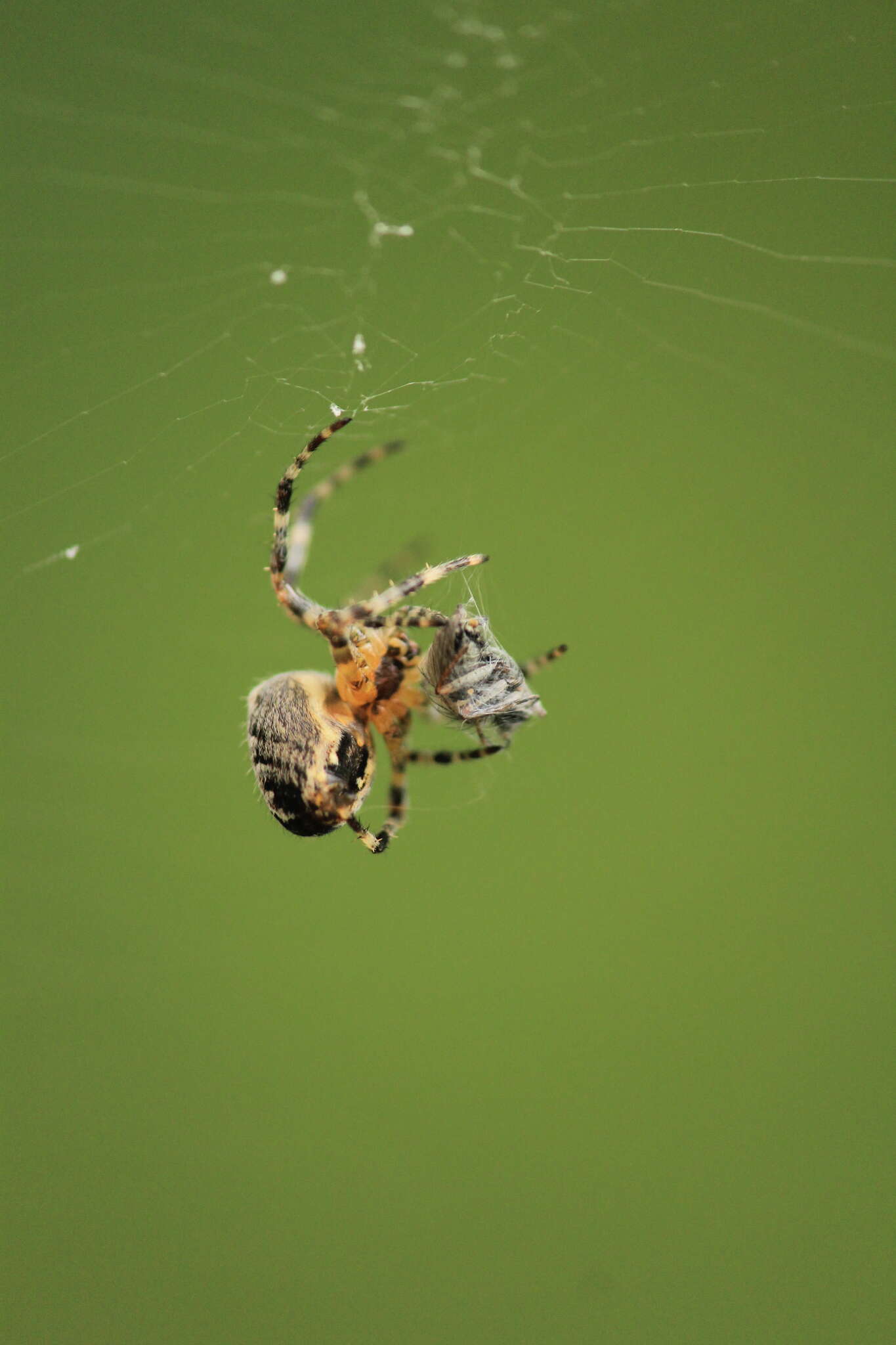 Image of Garden spider