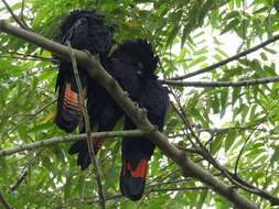 Image of Red-tailed Black-Cockatoo