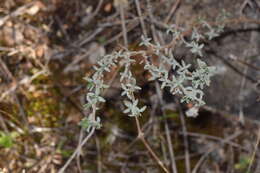 Image of Mastic Thyme