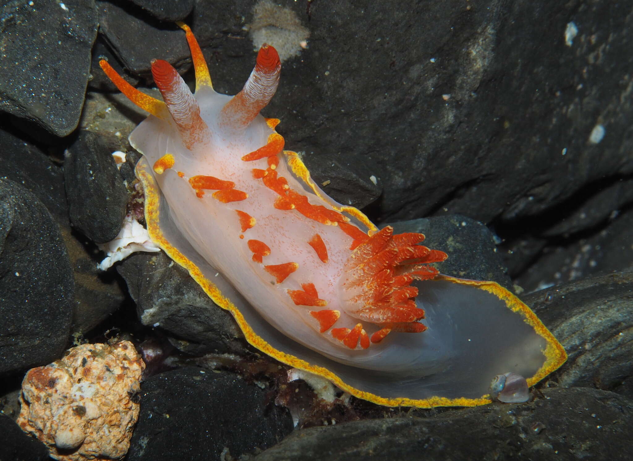 Image of yellow skirt slug