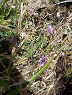 Image of Englemann's milkvetch