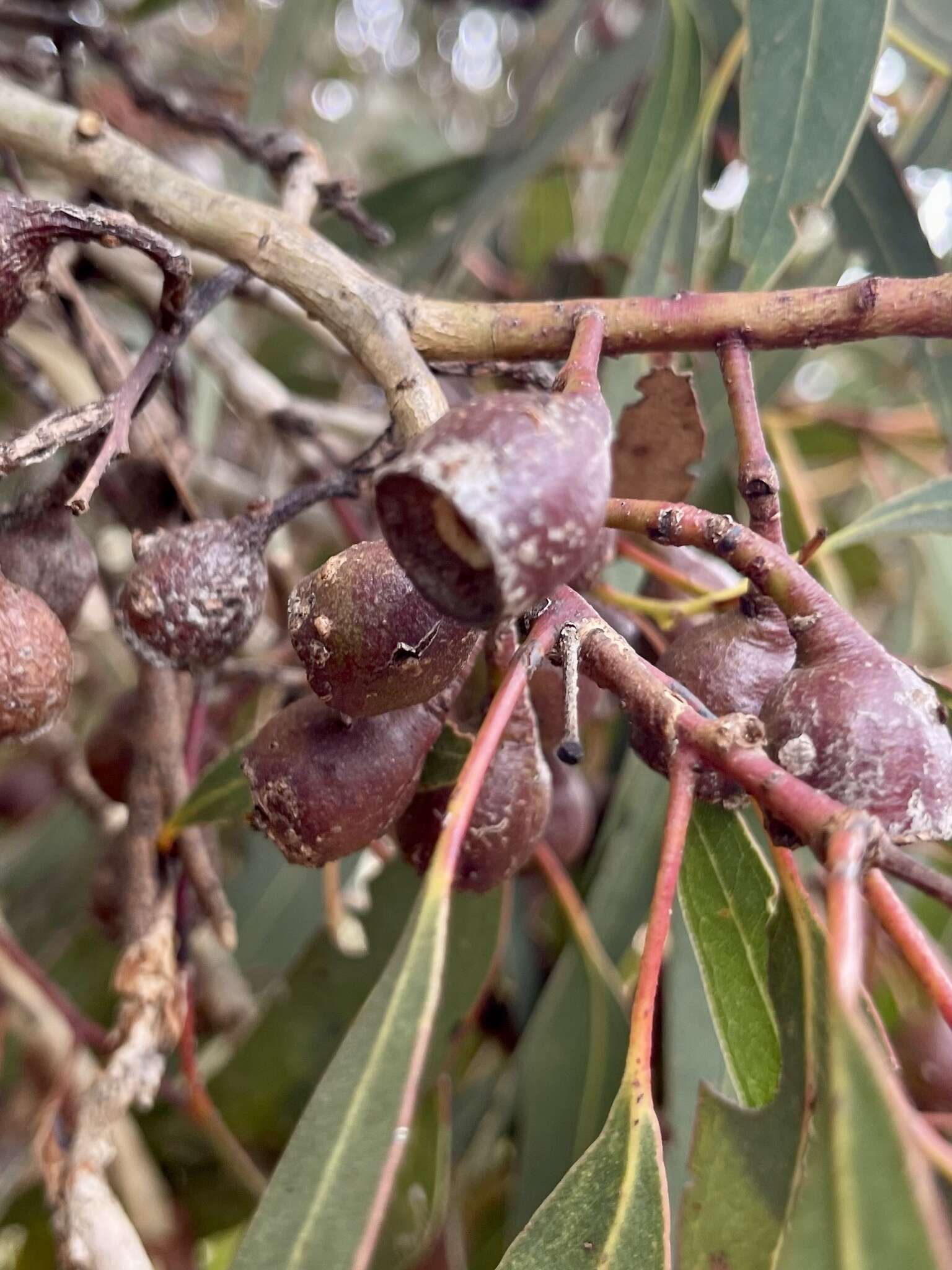 Image de Eucalyptus leucoxylon subsp. megalocarpa D. J. Boland