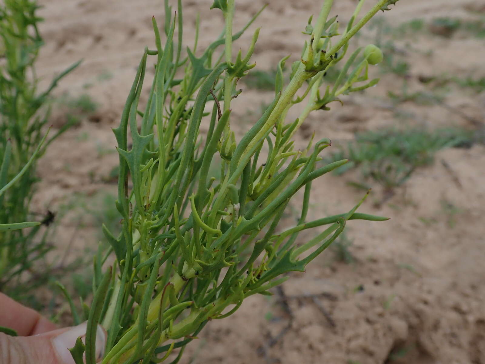 Image of Othonna leptodactyla Harv.