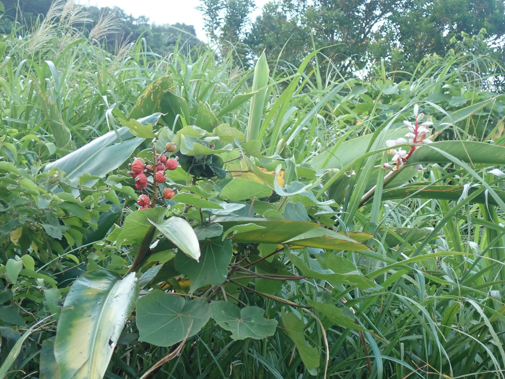 Image of Alpinia koshunensis Hayata