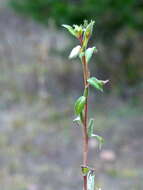 Imagem de Oenothera villosa Thunb.