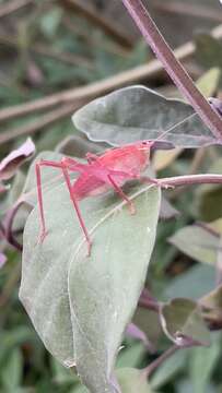 Слика од Phylloptera vaginalis (Saussure & Pictet 1897)