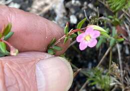 Image of Rinzia schollerifolia (Lehm.) M. E. Trudgen