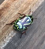 Image of Fiddler Beetle