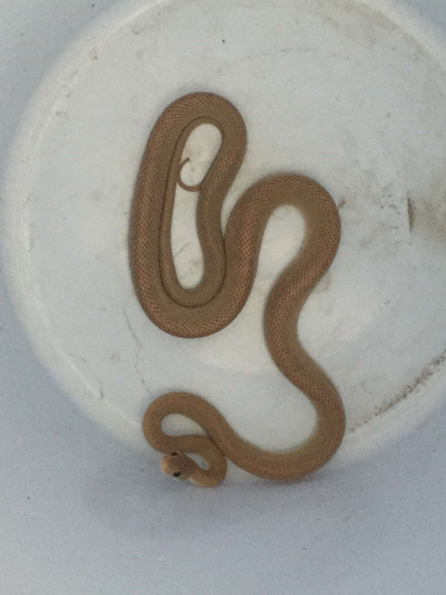 Image of Baja California Rat Snake