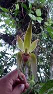 Image of Sudamerlycaste gigantea (Lindl.) Archila