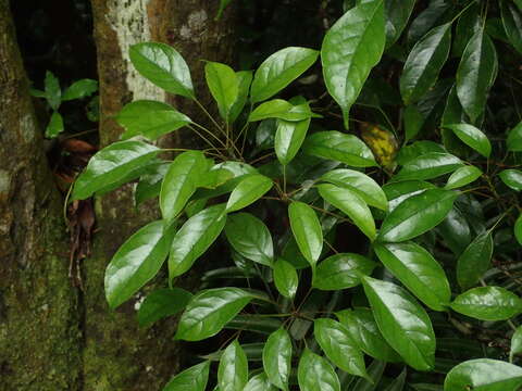 Image of Meliosma squamulata Hance