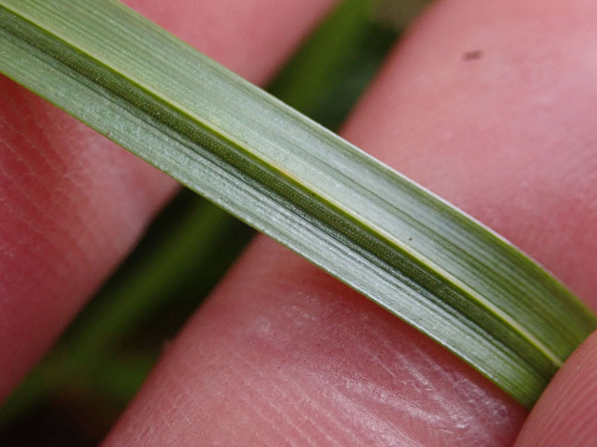 Image de Carex uncinata L. fil.