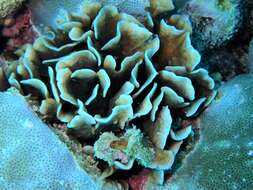 Image of Pavona coral