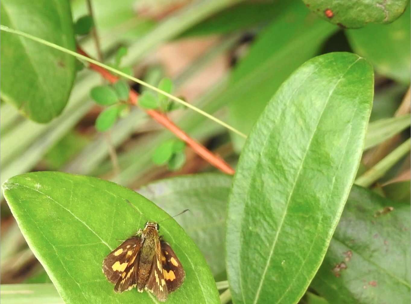 Potanthus trachala Mabille 1878 resmi